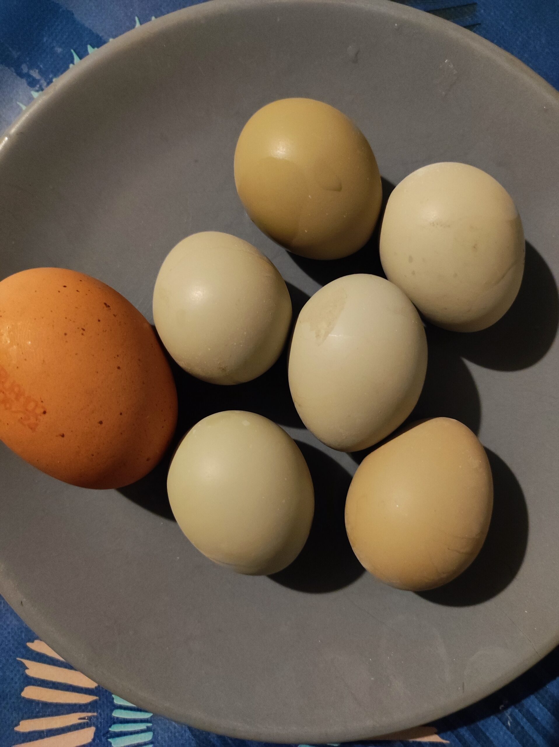 j’ai testé des œufs de faisane