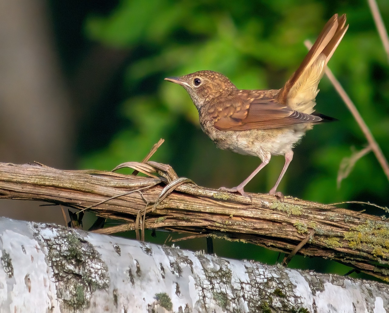 Conte : le rossignol et le corbeau