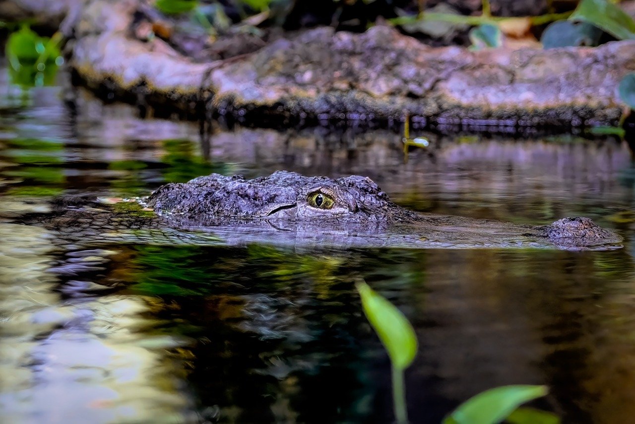 Comprendre ce que subissent les femmes avec le Projet Crocodiles